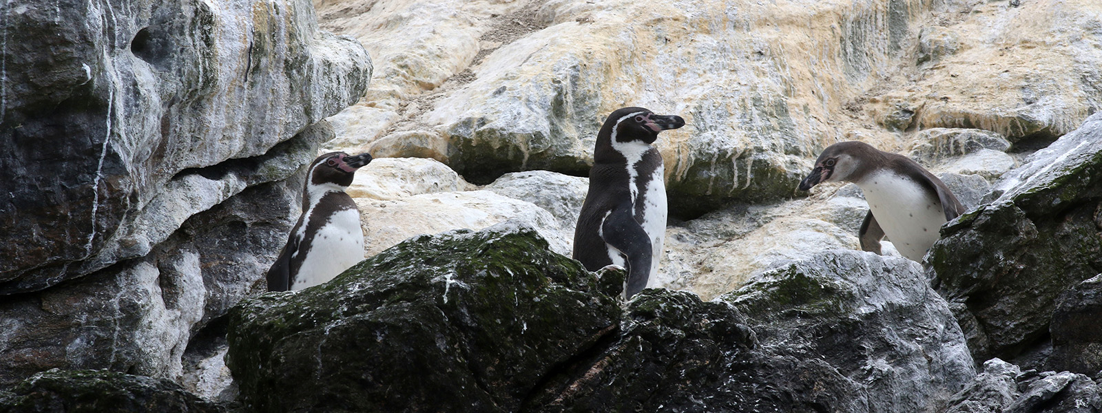 TOUR A ISLA DAMAS Pingüino de Humboldt