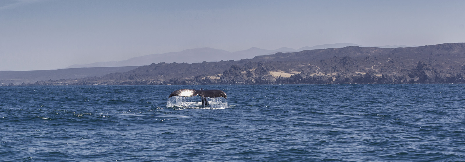 TOUR AVISTAMIENTO DE BALLENAS Whale Watching